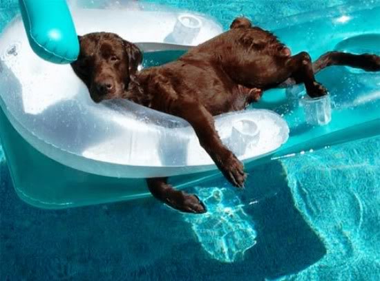 Dog on raft in pool