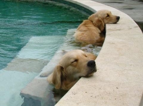 Dogs in the pool