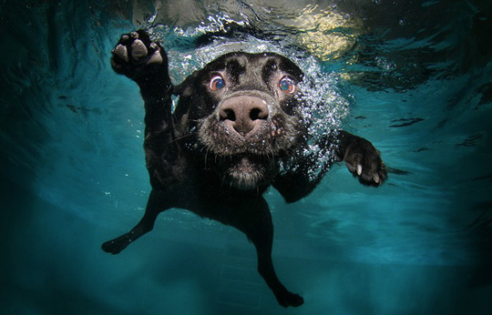 Dog Swimming